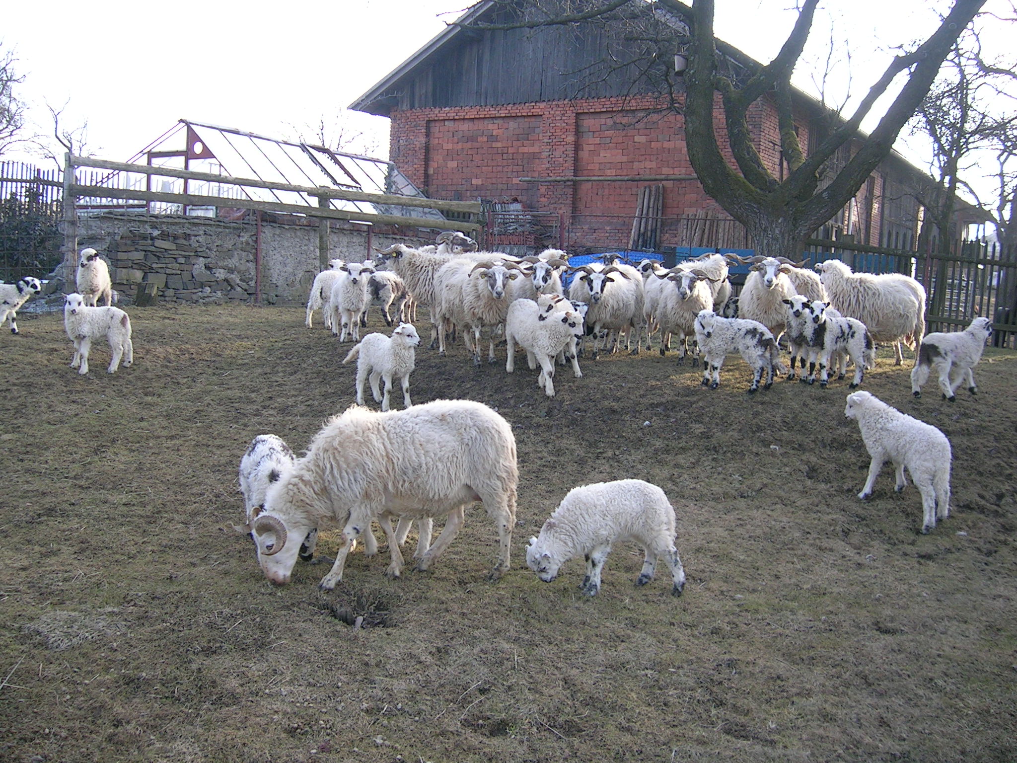 Ovce po zimě